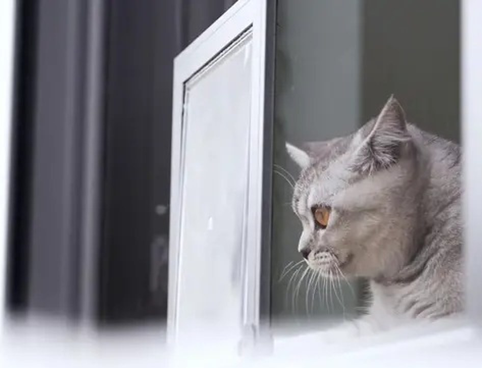 Katzenklappe